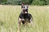 BOUVIER DES ARDENNES 027